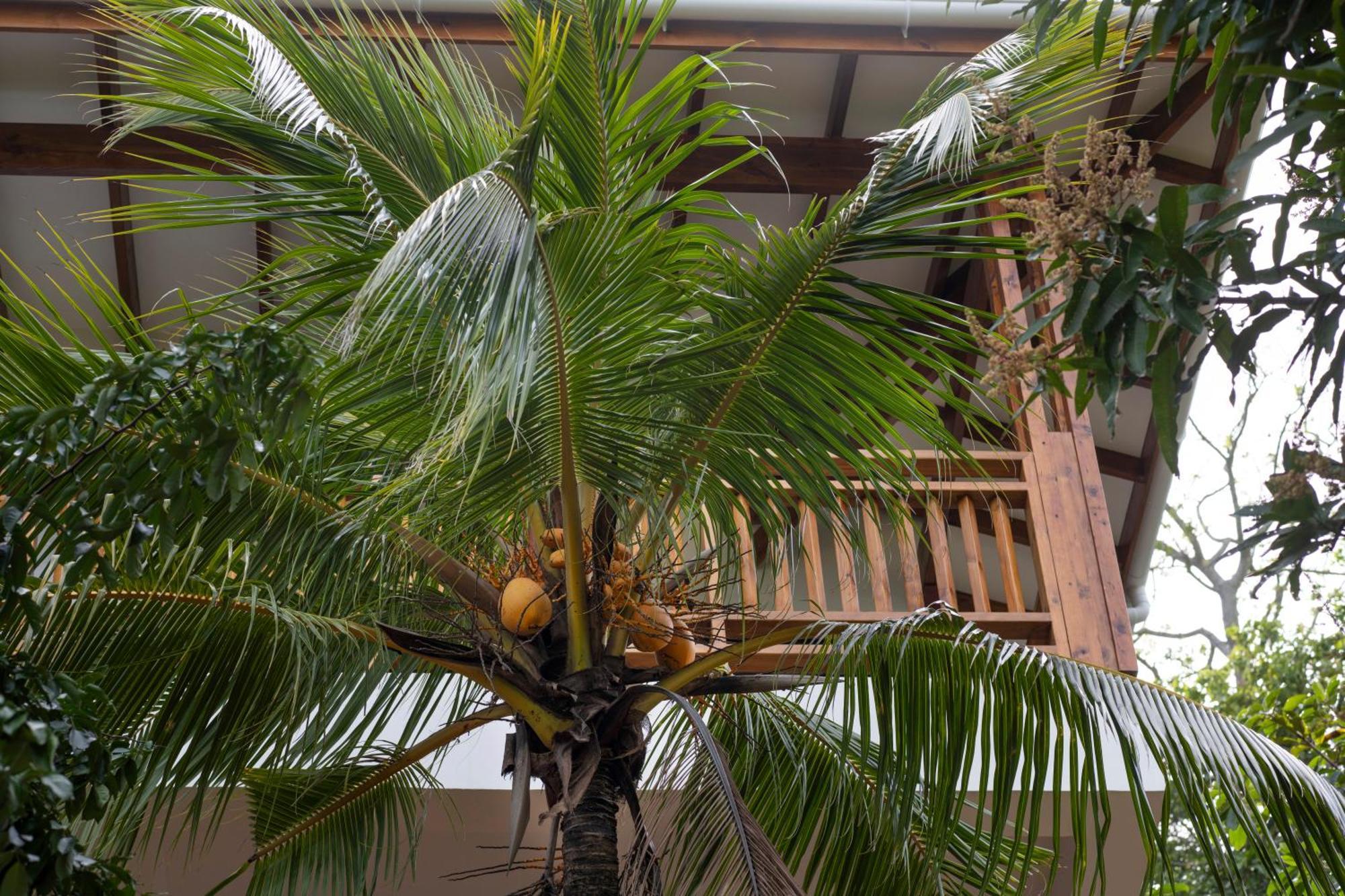 Sunbird Villas Glacis  Eksteriør bilde